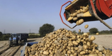 Waitrose Signs Up To the Robust Potato Pledge for Organic Potatoes