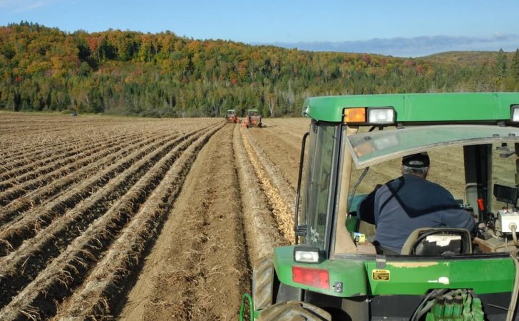 with about 80 percent of the aroostook county potato harvest complete yields are expected to be above average 1200