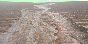 Wet weather, rising fertiliser prices put squeeze on Tasmanian potato growers