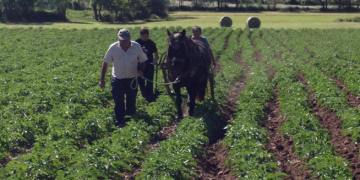 The Chia potato is already on the market
