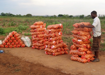 potato diseases in Rwanda