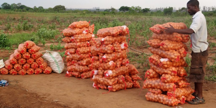 potato diseases in Rwanda