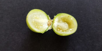 Diploid potatoes coming into play in the future