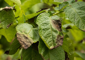 Phytophthora resistance potato