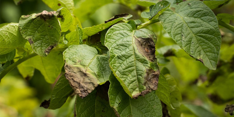 Phytophthora resistance potato