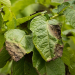 Phytophthora resistance potato