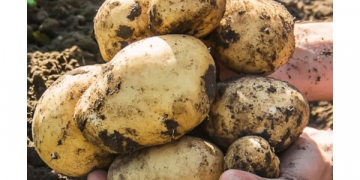 Gold Potatoes continue ascent