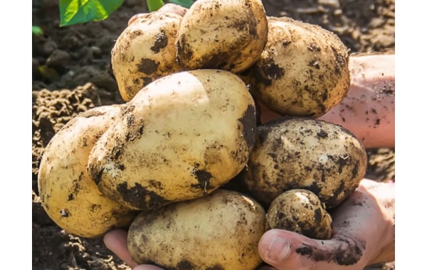 Goldkartoffeln steigen weiter auf