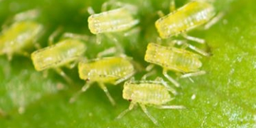Aphid monitoring programme to launch for 2022