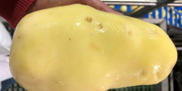 Pulsemaster’s PEF systems: Proven to produce long, thin fries from big potatoes