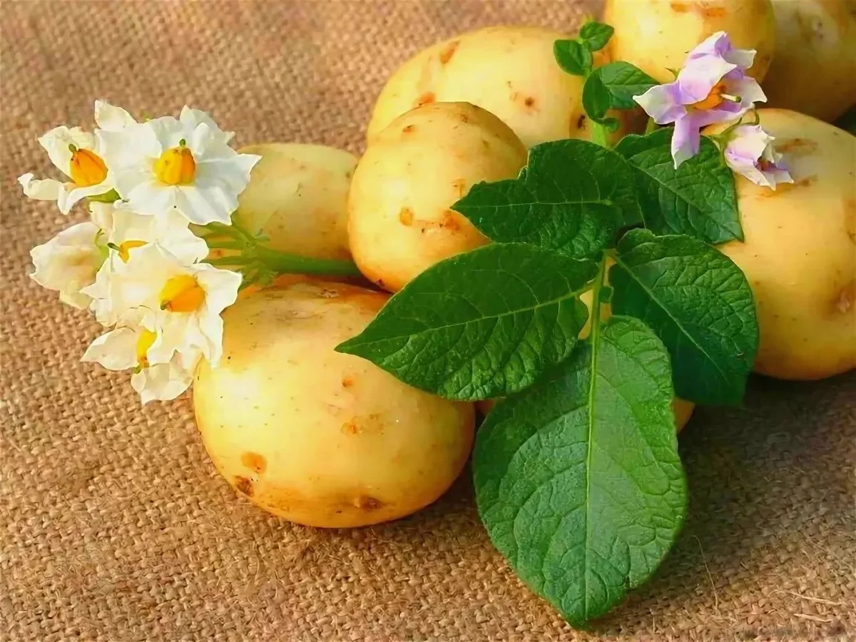 UMaine को गर्मी-सहनशील आलू पर शोध करने के लिए फंडिंग मिलती है