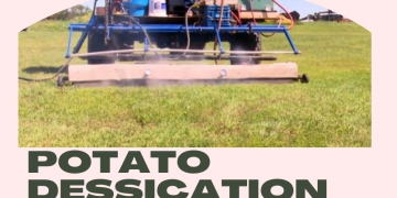 Farmers’ Innovation in Potato Dessication