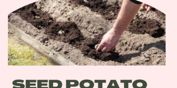 Seed Potato Shipments from PEI to the U.S. Suspended
