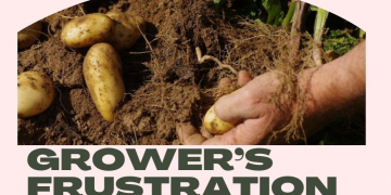 All vines and no taters? A potato grower’s frustration