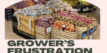 US potato market conditions elevated compared with a year ago