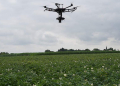 Detecting alternaria with drones