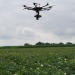 Detecting alternaria with drones