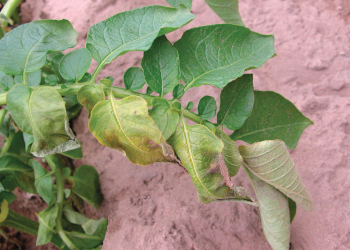 http://www.omafra.gov.on.ca/IPM/images/potatoes/diseases/verticillium/potato_verticillium_01_zoom.jpg?rand=172928804