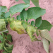 http://www.omafra.gov.on.ca/IPM/images/potatoes/diseases/verticillium/potato_verticillium_01_zoom.jpg?rand=172928804