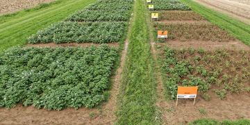 Research shows: robust varieties more resistant to phytophtora