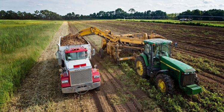 Potato industry