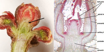 Meristemic reproduction technologies