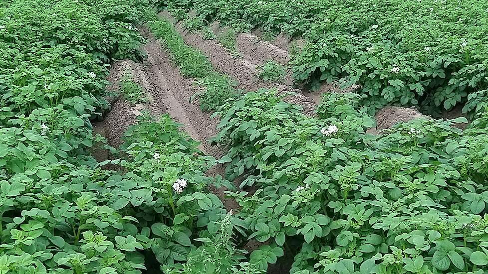 नेमाटोड से होने वाली क्षति