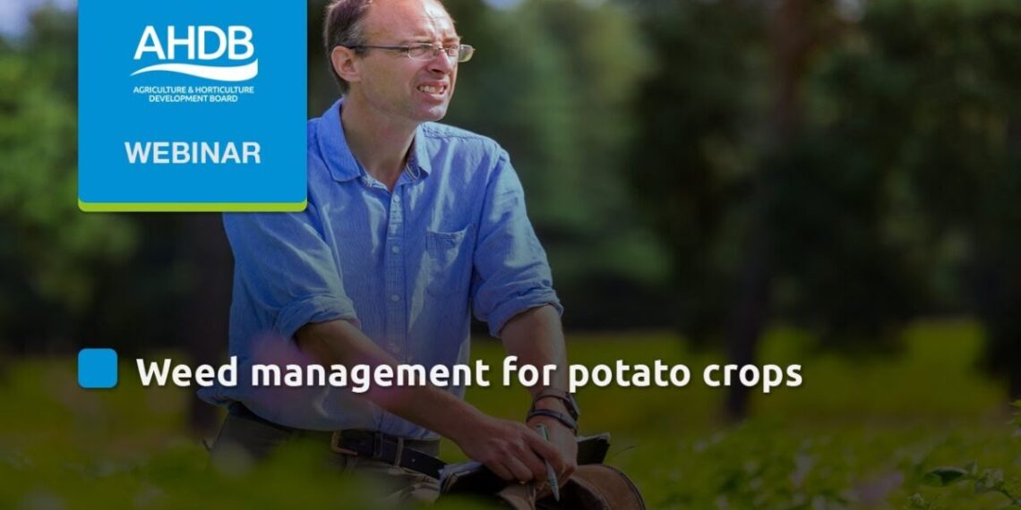 AHDB: weeds and volunteer control in potatoes