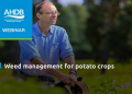 AHDB: weeds and volunteer control in potatoes