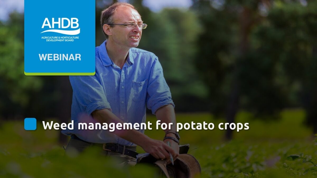 Knowledge library AHDB: weeds and volunteer control in potatoes 32 AHDB: weeds and volunteer control in potatoes