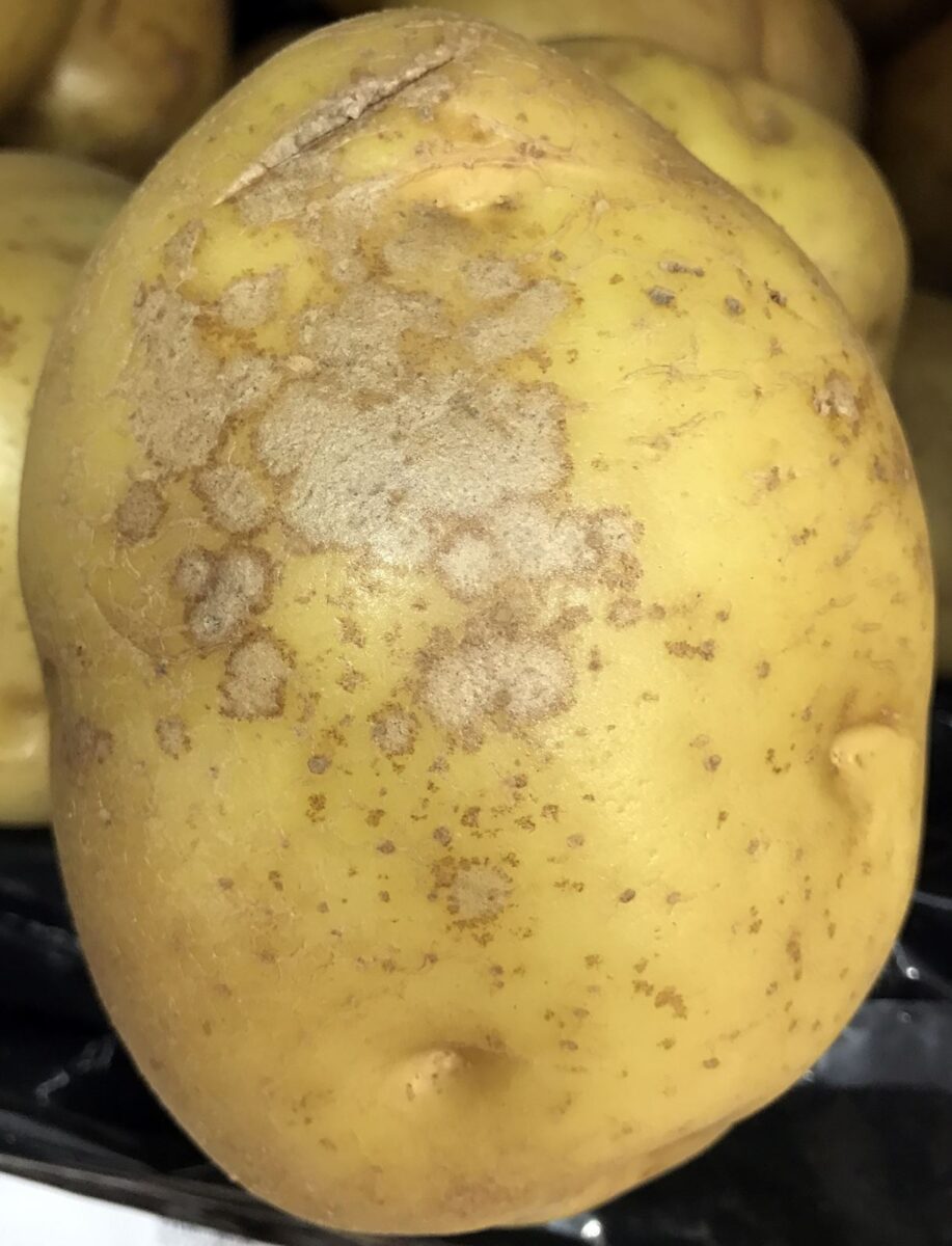 Potato diseases