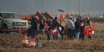 New potato cultivars: a look at some emerging varieties