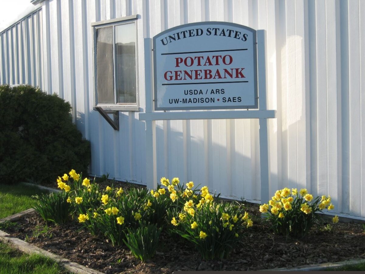 Banca genetica della patata americana