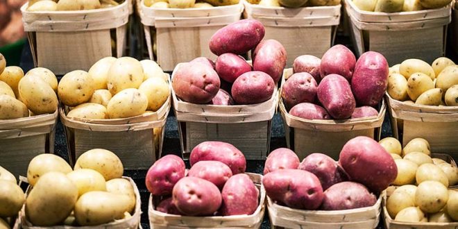 La producción de papa canadiense cae un 18% en 2021