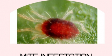Mite infestation: NZ growers urged to be vigilant and report