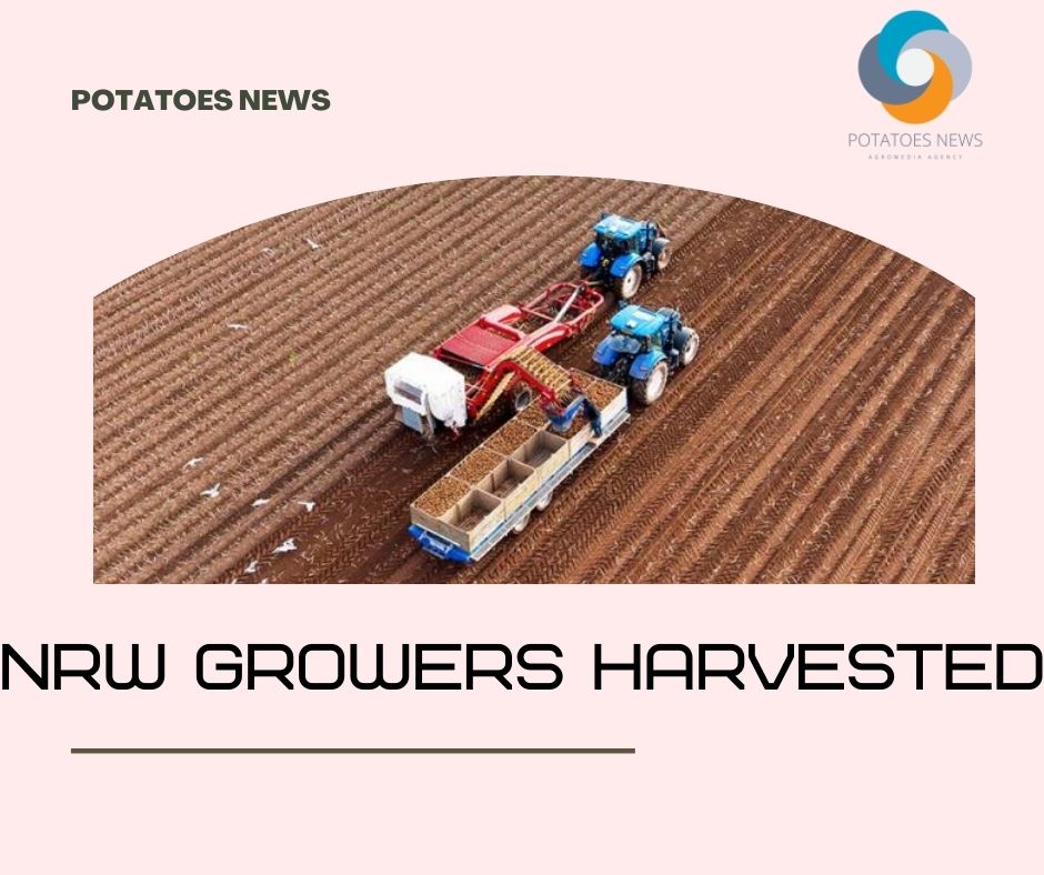 2021: Los productores de NRW cosecharon un 13.3% más de patatas que el año pasado
