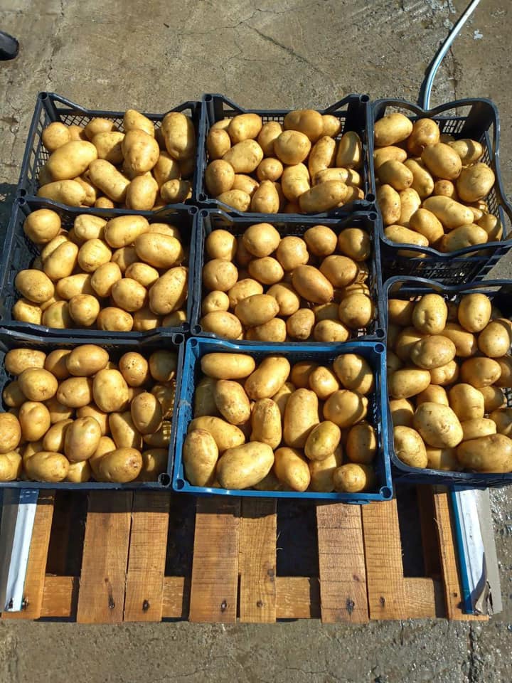 A variety is very productive for the market of washing 10 A variety is very productive for the market of washing