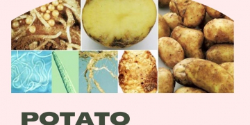 Uzbekistan Could Ban Potato Imports From Iran and Pakistan