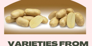 Jolene and Fenna, Two New Tuber Varieties from Agrico