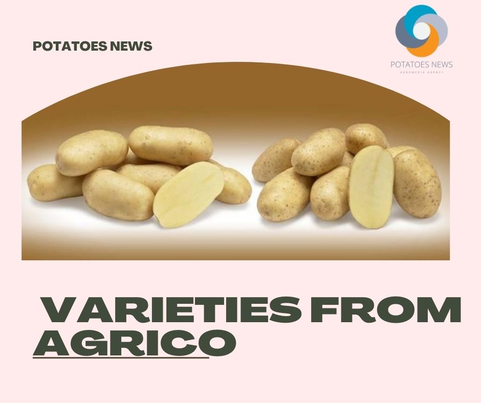 Jolene and Fenna, Two New Tuber Varieties from Agrico 12 Jolene and Fenna, Two New Tuber Varieties from Agrico