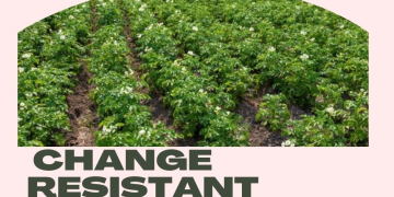 USD500,000 for UMaine’s Climate Change Resistant Potatoes