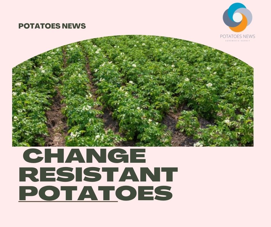 USD500,000 for UMaine’s Climate Change Resistant Potatoes 11 USD500,000 for UMaine’s Climate Change Resistant Potatoes