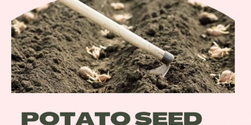 In Europe, the Potato Seed Trade is in ‘Full Swing’