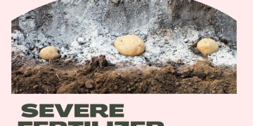 1,5m Bengali Potato Farmers are Facing a Severe Fertilizer Crisis