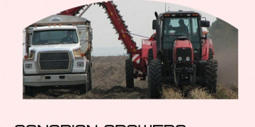 Canadian growers harvest record potato crop