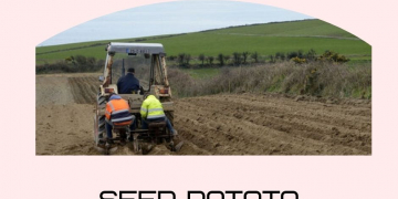 Seed potato area up 29% in five years as Irish growers meet Brexit shortfall