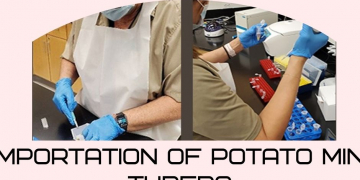 Importation of potato mini tubers from the UK: APHIS seeks comment on draft pest risk assessment