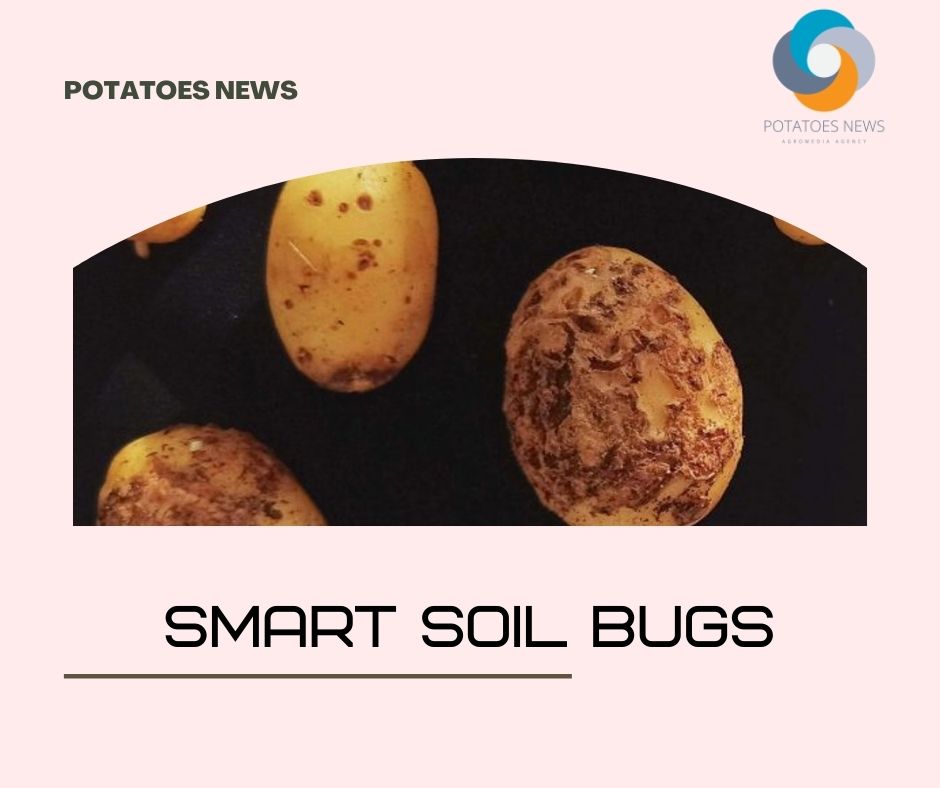 Gli insetti intelligenti del suolo offrono agli agricoltori un percorso ecologico per il controllo di malattie come la crosta della patata