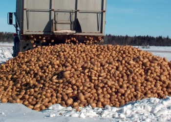 P.E.I. potato exports