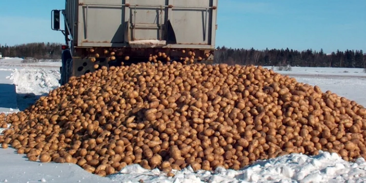 P.E.I. potato exports